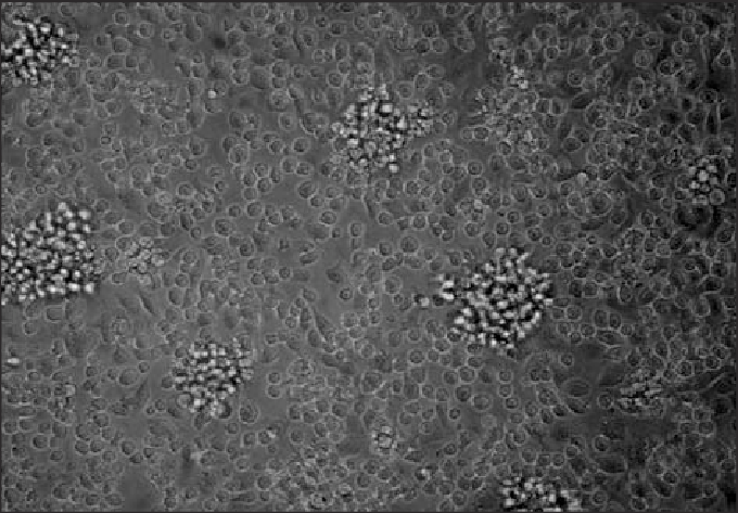 dendritic cell microscope