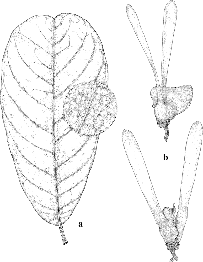 Lophopterys inpana. a. Flowering branch, 0.5. b. Distal portion of