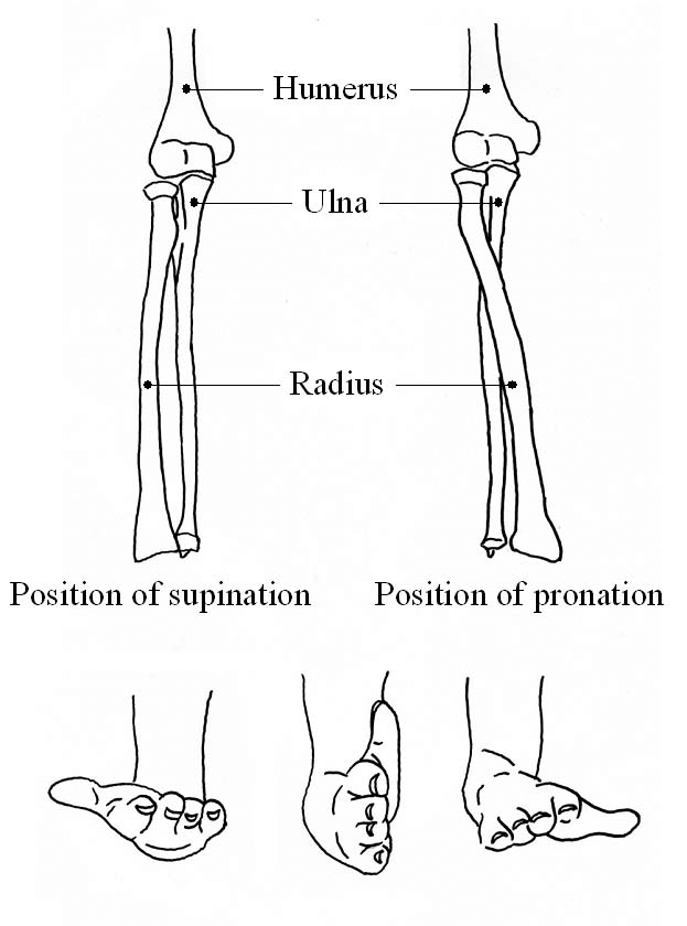 pronation anatomy