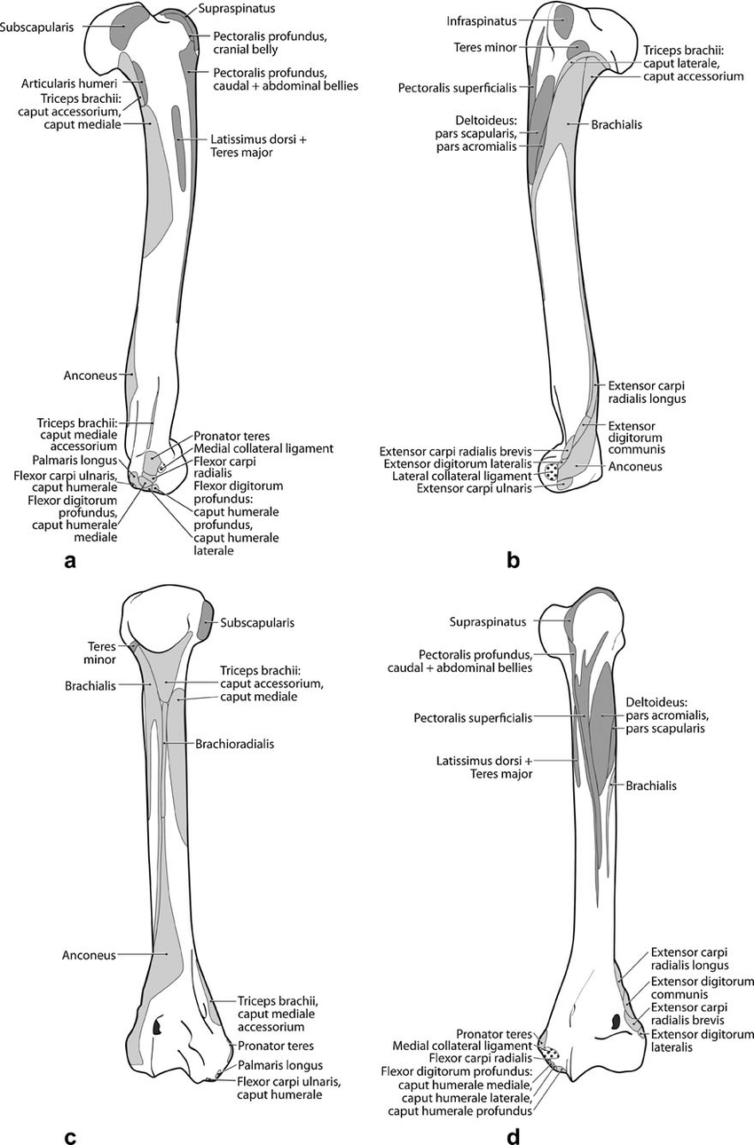 humerus posterior view