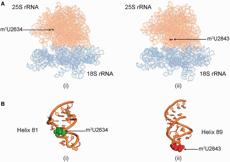 rrna structure and function