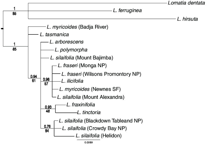 The phylogeny inferred from Bayesian analysis of 12 species of Lomatia ...