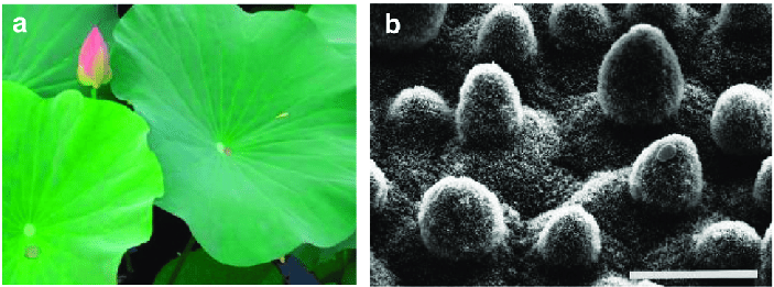 Lotus leaves in nature: self-cleaning behaviour (a) and the
