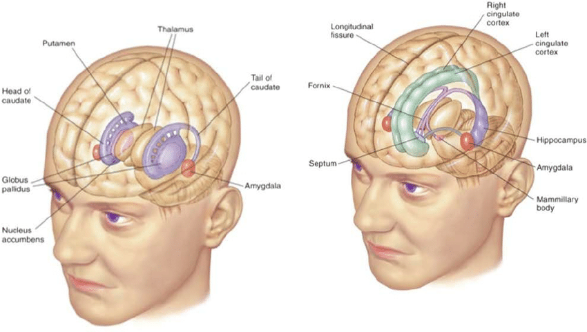 basal ganglia limbic system