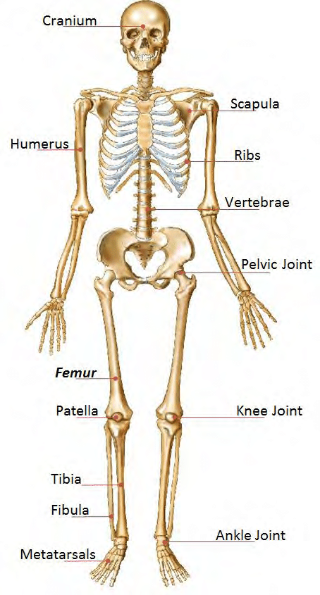 human skeleton png