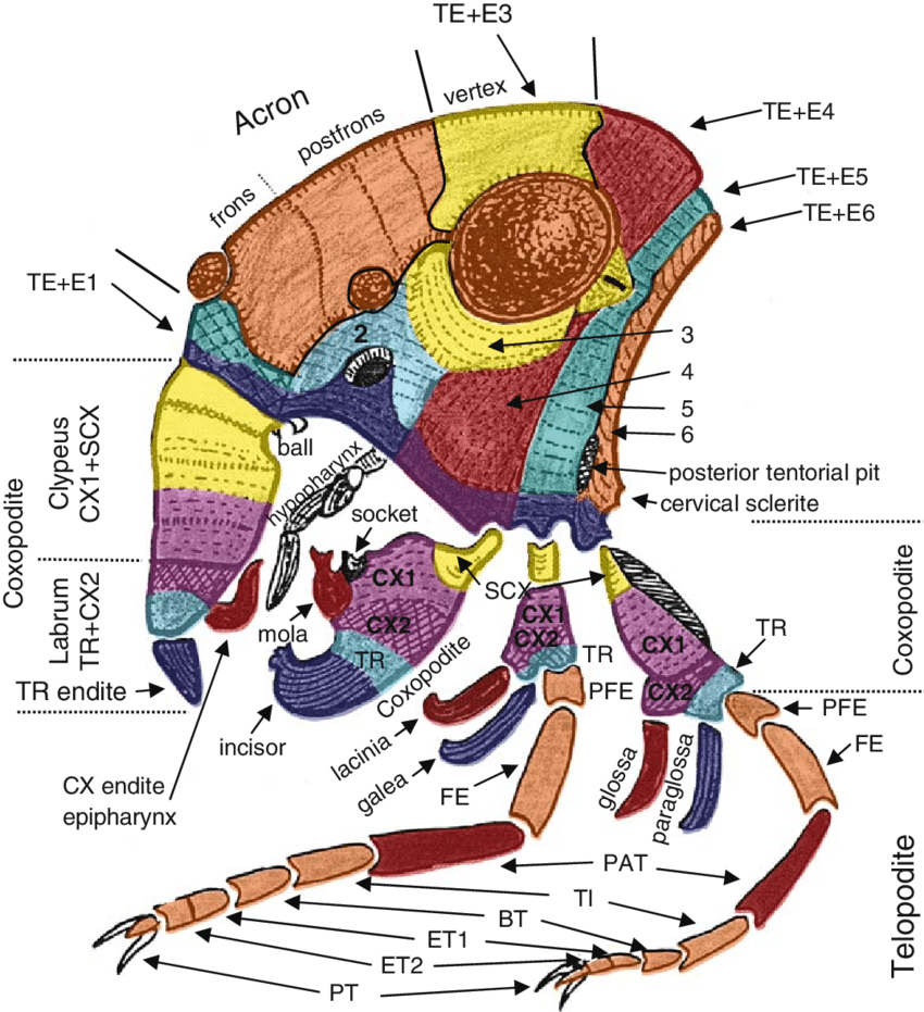 insect head diagram