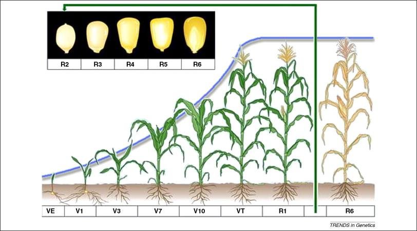 Growth Stages Of Maize Plant Corn Development Phases Zea Mays | Images ...