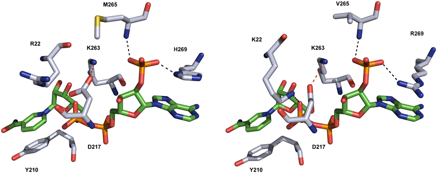 Comparison of the cofactor-binding site between the AKR1B15 model (A) and the AKR1B10 crystal structure (B).
Interactions of Met265 and His269 with NADP+ in AKR1B15 are similar to those of Val265 and Arg269 in AKR1B10 (black dotted lines). His269 forms a π-stacking interaction with the adenine ring of the cofactor. The substitution of Lys22 by Arg in AKR1B15 prevents its interaction with the pyrophosphate bridge of NADP+. The salt bridge between Asp217 and Lys263 (red dotted line), acting as a safety belt in the coenzyme binding, and the π-stacking interaction of Tyr210 with the cofactor nicotinamide ring are conserved between the two AKRs. Carbon atoms of the cofactor are shown in green, whereas those of the enzyme are colored grey. Figures have been drawn using PyMOL.