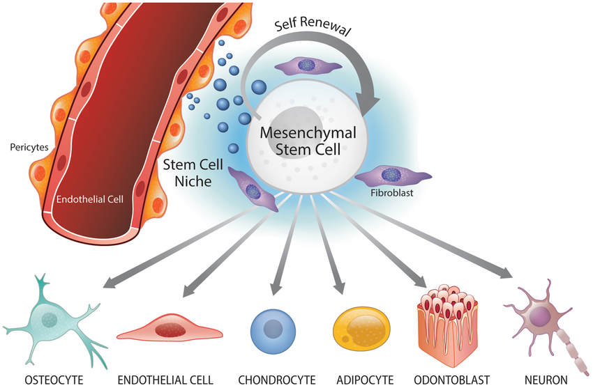 Perivascular Niche And Multipotency Of Mesenchymal Stem Cells Msc Download Scientific