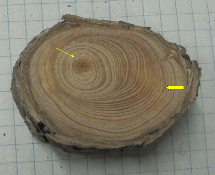 tree ring texture