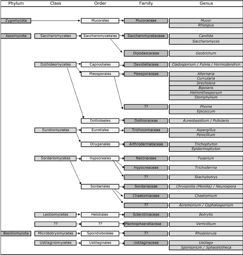 Taxonomy of the 3 fungal phyla associated with important aeroallergen ...