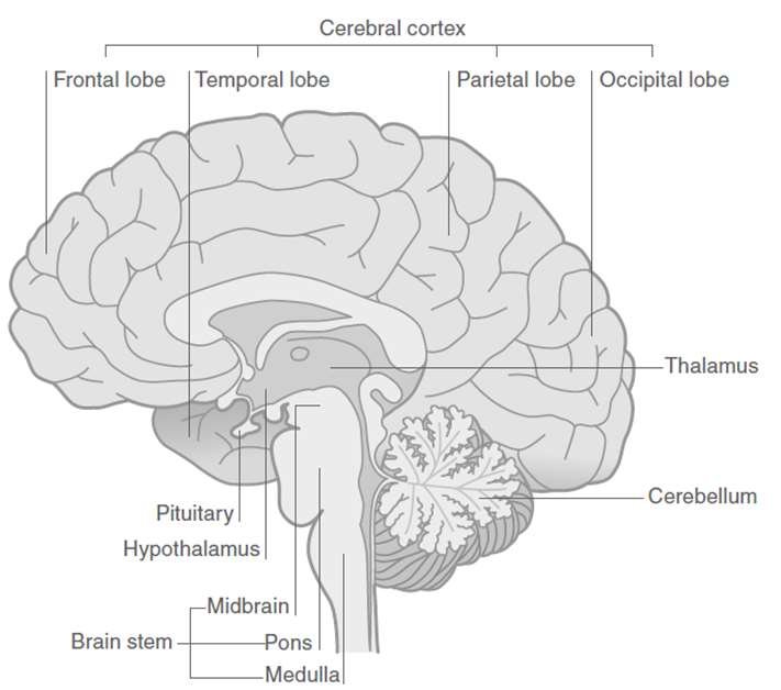 brain diagram lobes unlabeled