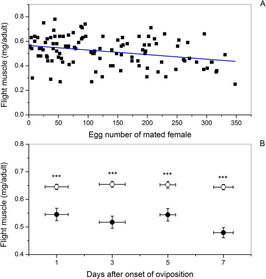 Influence of number of eggs oviposited (A) or age groupings (days after onset of oviposition) (B) on dry flight muscle mass of female beet webworms. (A) Linear regression of flight muscle mass (Y) on the number of eggs oviposited (X) by mated females: Y = 0.57–3.71E-4 X, t = 3.30, P = 0.001, n = 111. (B) Mean flight muscle mass in mated (circle [●]) and virgin (open circle []) females of the same age. Vertical error bars indicate SE of mean flight muscle mass, and horizontal error bars indicate SE of age within age grouping. Sample sizes of age-paired mated and virgin females from left to right are 32, 28, 30, and 34, respectively. Three asterisks (***) indicate a P value 0.001 analyzed by paired-samples t test.  