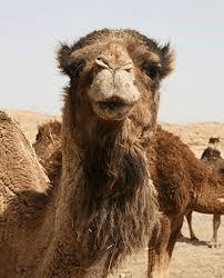 KAMARLI KONTRAST KOʻYLAK - camel