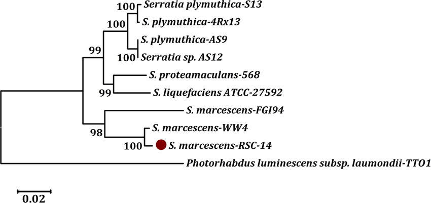 Phylogenetic tree highlighting the position of S. marcescens RSC-14 with other closely related species within the genus of Serratia
The phylogenetic tree was constructed based on concatenated sequences of 16S rRNA, gyrB, and rpoB genes aligned in ClustalW2 using the neighbor-joining algorithm in CLC Main Workbench and rooted with Photorhabdus luminescens subsp. laumondii TTO1. All Serratia species clustered together and were distinct from other Enterobacteriaceae. The tree also highlights the close relationship of S. marcescens RSC-14 strain with the S. marcescens type strain WW4.