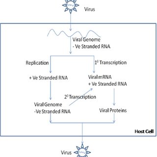 life cycle of rubella virus