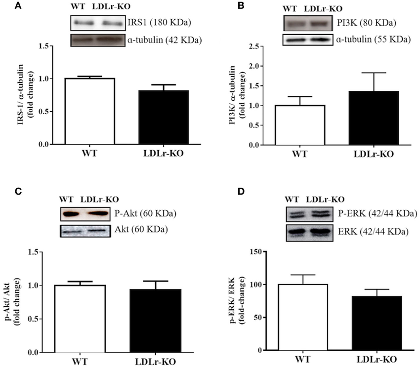 Vascular insulin signaling has not changed in perivascular adipose tissue (PVAT) of LDLr knockout mice. Protein expression of IRS-1 (A), p85 subunit of PI3K (B), p-Akt/Akt ratio (C), and p-ERK/ERK ratio (D) in PVAT from wild-type (WT) and LDLr knockout (LDLr-KO) mice. Representative blots are shown at the top of the graphs.