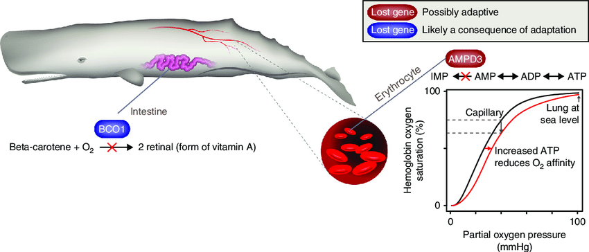Diving and dietary adaptations in sperm whales. The loss of AMPD3 (red, Supplementary Fig. 19) is likely an adaptation to the extreme diving ability of sperm whales. AMPD3 deaminates adenosine monophosphate (AMP) to inosine monophosphate (IMP) in erythrocytes. AMPD3 loss increases the level of ATP (an allosteric hemoglobin effector), which facilitates O 2 release, as illustrated by the O 2-hemoglobin dissociation curve (wildtype, black; AMPD3 knockout, red 28 ). In contrast, the loss of the vitamin A synthesizing enzyme BCO1 (blue, Supplementary Fig. 20) in sperm whales is likely a consequence of relaxed selection after sperm whales adapted to their specialized diet that mainly consists of vitamin A-rich but beta-carotene poor squid. The absence of its substrate (beta-carotene) likely made this enzyme obsolete, leading to the loss of BCO1 