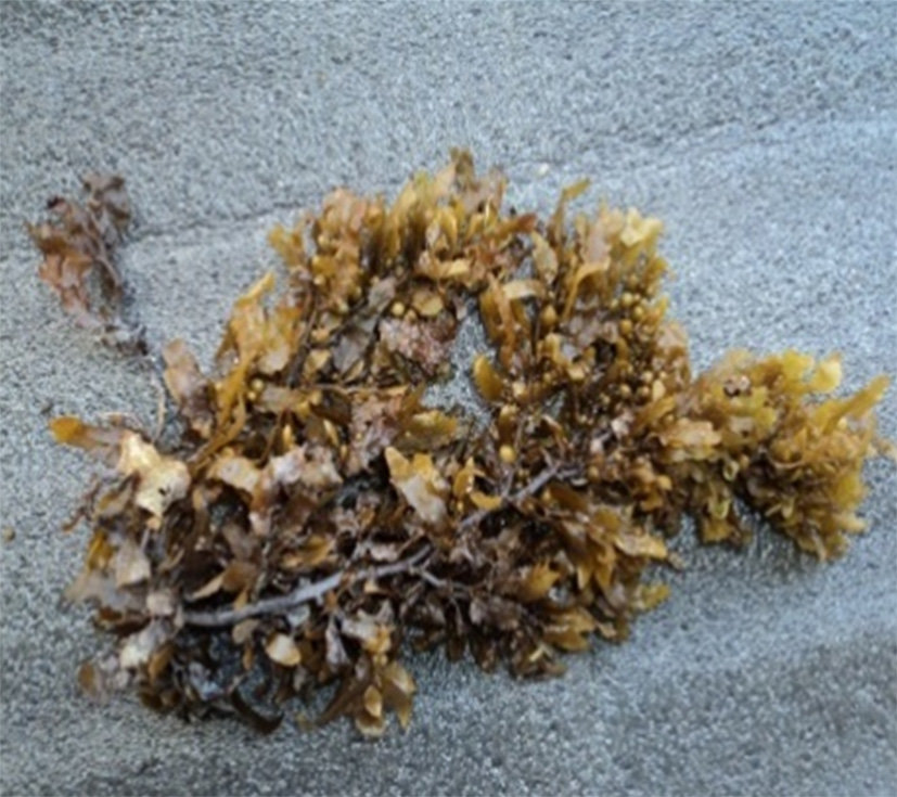 brown algae sargassum
