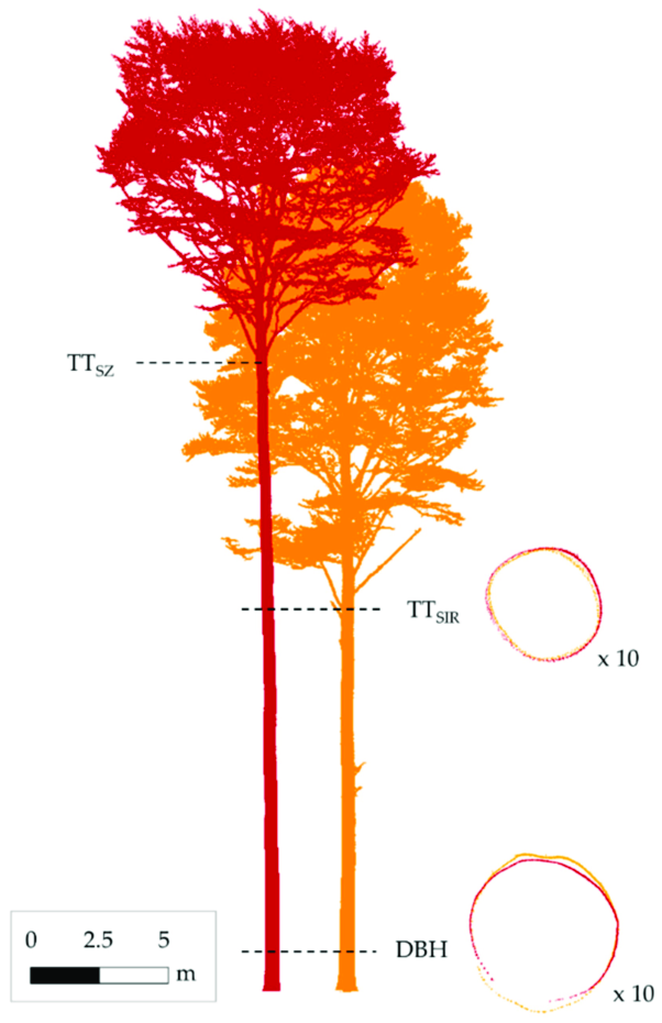 DBH, tree height and crown depth of tall, medium and short trees