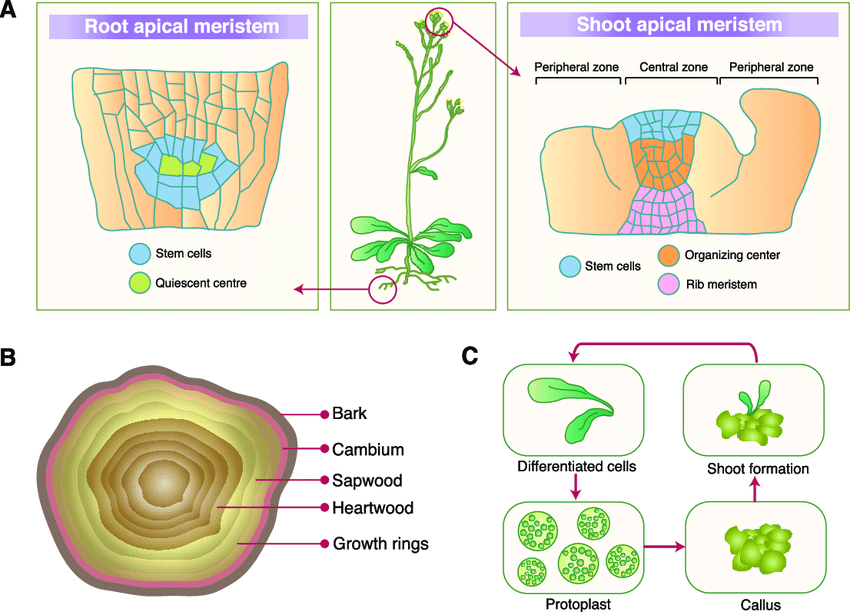 Plant Stem Cell Diagram