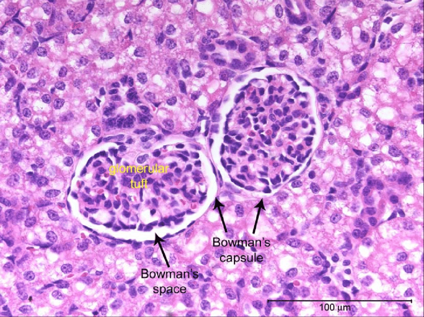 glomerular histology labeled