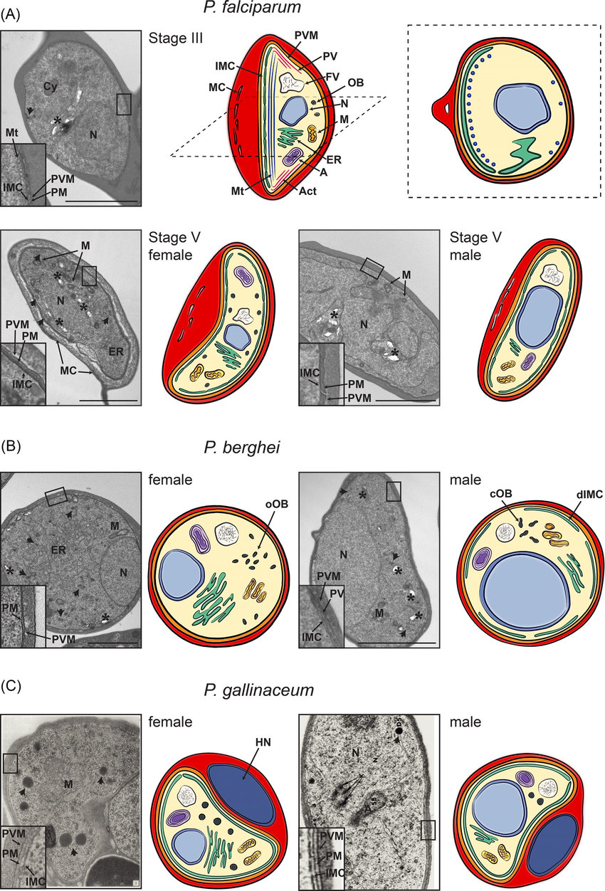 Morphological features of gametocytes across Plasmodium lineages. Shown are representative electron microscopy images and drawings of gametocytes of (A) human (P. falciparum), (B) rodent (P. berghei) and (C) avian (P. gallinaceum) malaria parasites. Mitochondria (M), apicoplast (A), nucleus (N), endoplasmatic reticulum (ER) and the food vacuole (FV) containing hemozoin crystals (marked with an asterisk) are found in all Plasmodium species in both male and female gametocytes. The gametocyte plasma membrane (PM) is in close association with the parasitophorous vacuolar membrane (PVM), and in most cases with the IMC (depicted in the closeup insets of the electron micrographs). Whilst the nucleus is smaller and more compact in female compared to male gametocytes, the ER is more developed in female gametocytes, in line with increased translation. Osmiophilic bodies (OB, marked with an arrow) are found in all species, with a higher number in female than in male gametocytes. (A) Ultrastructure of immature stage III and mature stage V P. falciparum gametocytes. Upper panel: Electron micrograph (left) and drawing (middle: longitudinal section, right: cross-section) of a stage III gametocyte. The IMC develops along one side of the gametocyte, supported by underlying microtubules (Mt)(depicted in the inset). Some microtubules are also found on the opposing side (see cross-section). Additionally, actin filaments (Act) are found, in particular at the tips of the developing gametocyte. MC are found within the erythrocyte cytoplasm. Lower panel: Electron microscope image and drawing of a female (left) and male (right) stage V gametocyte. The IMC plates now completely surround the gametocytes whilst actin and microtubules are absent. In the female gametocyte osmiophilic bodies are located along the periphery of the cell. In contrast they have not been described in male P. falciparum gametocytes. (B) Electron micrograph and drawing of mature female (left) and male (right) P. berghei gametocytes. Osmiophilic bodies are oval (oOB) and more abundant in female gametocytes, whilst male gametocytes have fewer and club-shaped osmiophilic bodies (cOB). The IMC is difficult to observe in female gametocytes and possibly absent, whilst a discontinuous IMC (dIMC) is clearly detectable in male P. berghei gametocytes (see insets) (Mons 1986). (C) Electron micrograph and scheme of mature female (left) and male (right) P. gallinaceum gametocytes. Electron micrographs are taken from (Aikawa et al. 1969)(female) and (Sterling and Aikawa 1973)(male) [PERMISSION PENDING]. In contrast to mammalian mature RBCs, avian mature RBCs are nucleated (depicted as host nucleus (HN)).
