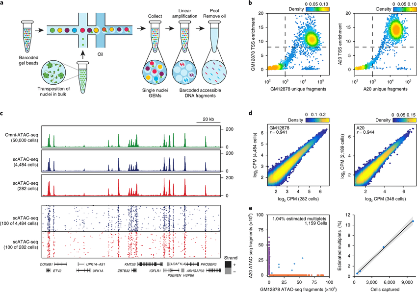 Massively parallel scATAC-seq in droplets a, Schematic of scATAC-seq in ...