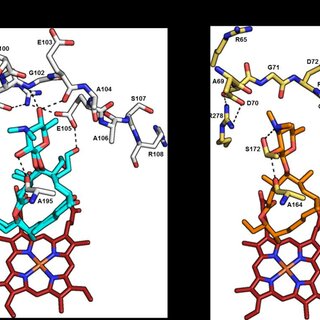 Figure 4. Comparison of substrate contacts and other key interactions in the active sites of (A) TylHI and (B) MycCI. Substrates and amino acid residues are colored as in Figure 3. Main chain atoms are depicted for residues S100-R108 and A195 in TylHI and for residues A69-R77 and A164 in MycCI. Black dashes are drawn between atoms involved in potential polar contacts. For improved clarity, water molecules have been omitted. See Figure S2 for alternative viewing angles.