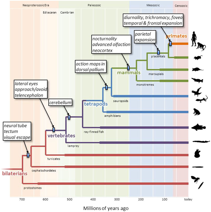 what is a phylogenetic tree in evolution