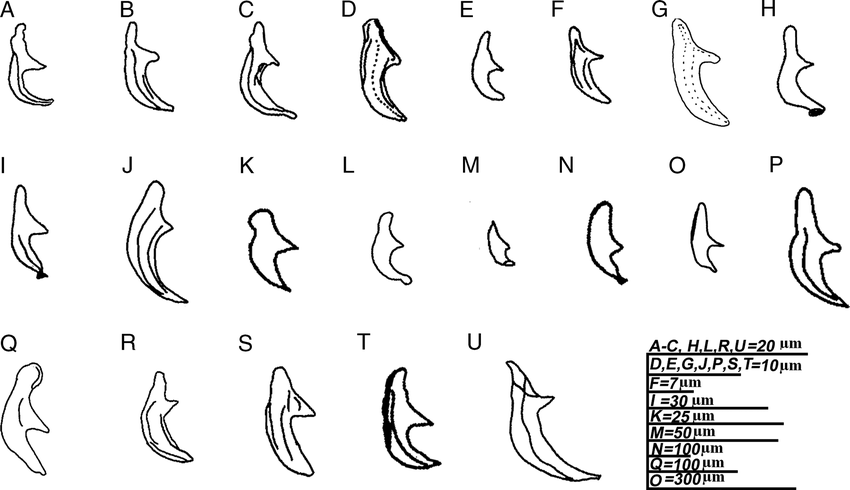 Spicule Morphology Of Accessible Ektaphelenchus Species A E Download Scientific Diagram