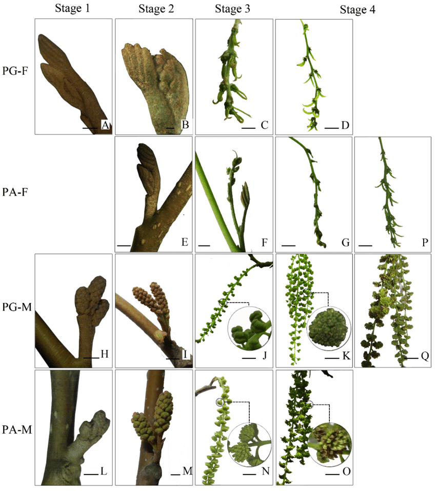 Morphological Changes Of Flower Development In C Paliurus The Bar Is Download Scientific Diagram