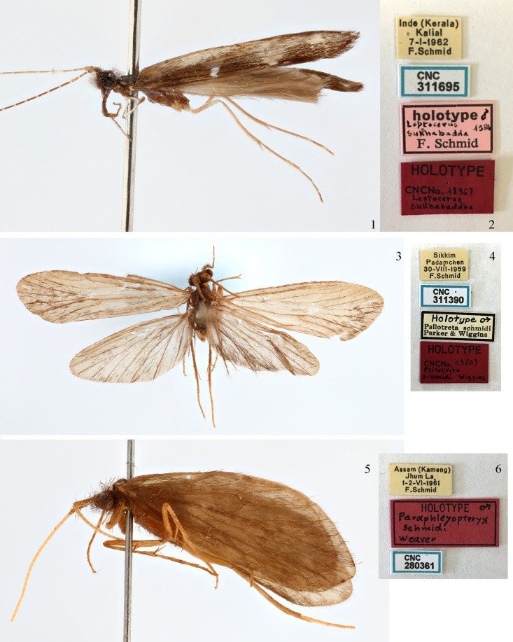 Leptocerus sukhabddha Schmid, holotype male; 1 = lateral; 2 = labels ...