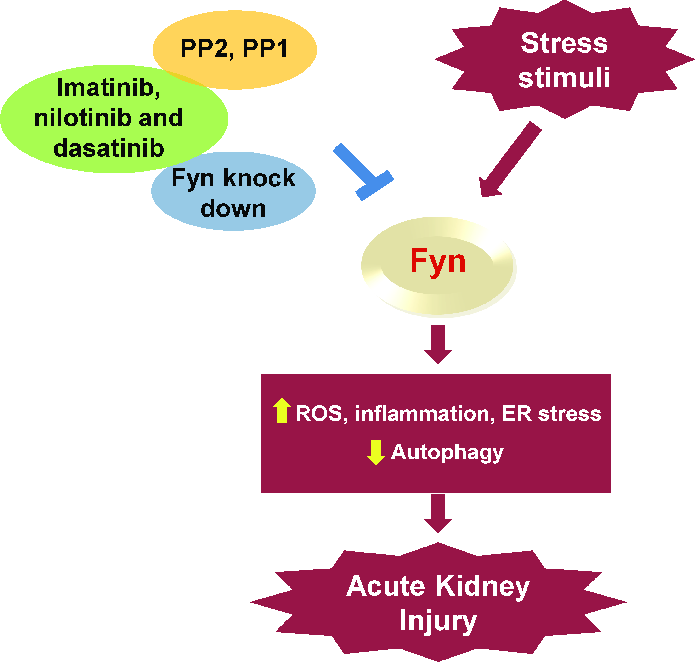 Schematic diagram of Fyn involvement in AKI. Stress stim- | Download ...