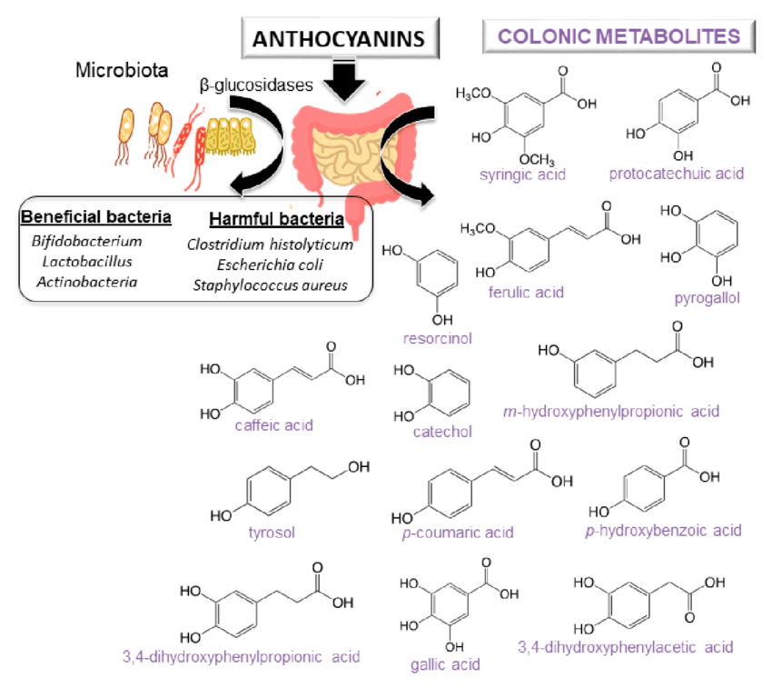 Anthocyanins and metabolism boosting