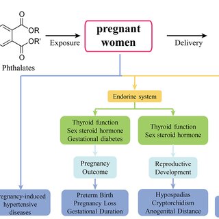 PDF) The Endocrine Disruption of Prenatal Phthalate Exposure in Mother and  Offspring