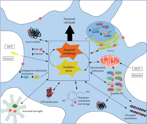 Neuronal autophagy and neurodegenerative diseases