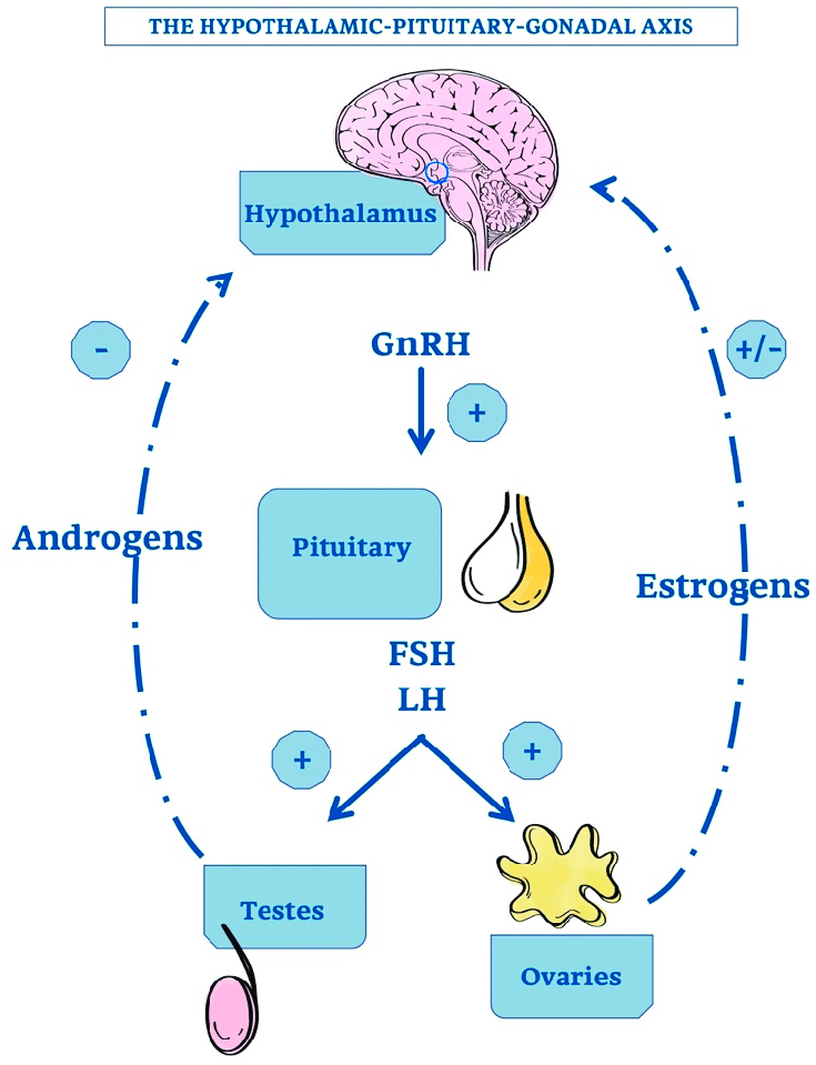 hypothalamus and pituitary gland relationship