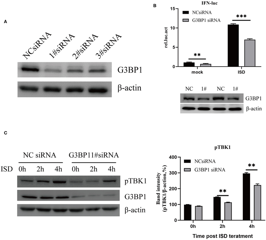 G3bp1 Is Involved In Dna Induced Ifn Promoter Activation A Western