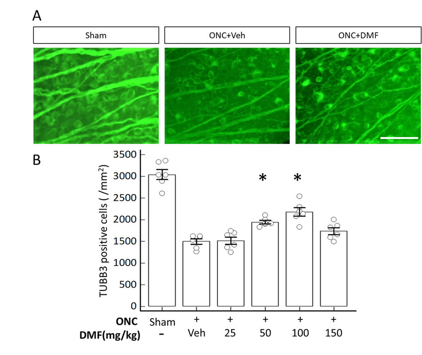 Dimethyl fumarate (DMF) administration promotes retinal ganglion cell (RGC) survival after optic nerve crush (ONC). (A) Photomicrographs of tubulin β3 (TUBB3)-positive cells with or without DMF administration on day 7 after ONC. The concentration of DMF was 100 mg/kg. The photomicrographs show temporal retinal areas at a 1 mm distance from the optic disc. (B) Quantitative analysis of surviving TUBB3-positive cells. The y-axis represents the mean density of TUBB3-positive cells. Sham indicates a sham operation without ONC. The asterisks indicate p < 0.01 (n = 6), and each circle denotes the values of individual animals. Statistical analysis was performed using one-way analysis of variance (ANOVA) with Bonferroni's test for post-hoc analysis compared to ONC with the vehicle. Scale bar = 50 µm.
