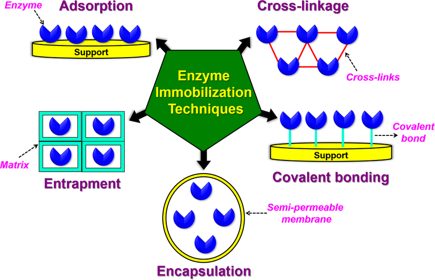 experiment on enzyme immobilization