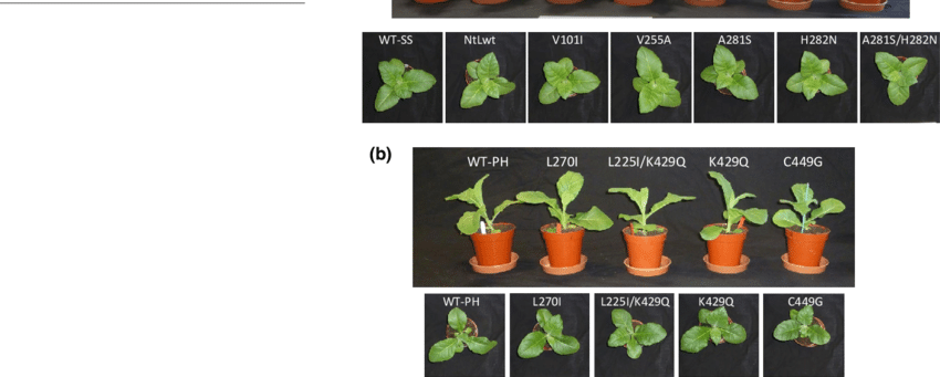 Visual Comparison Of Plant Development A Wild Type Tobacco Cv Download Scientific Diagram