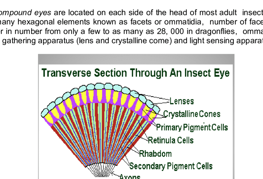 insect eye diagram
