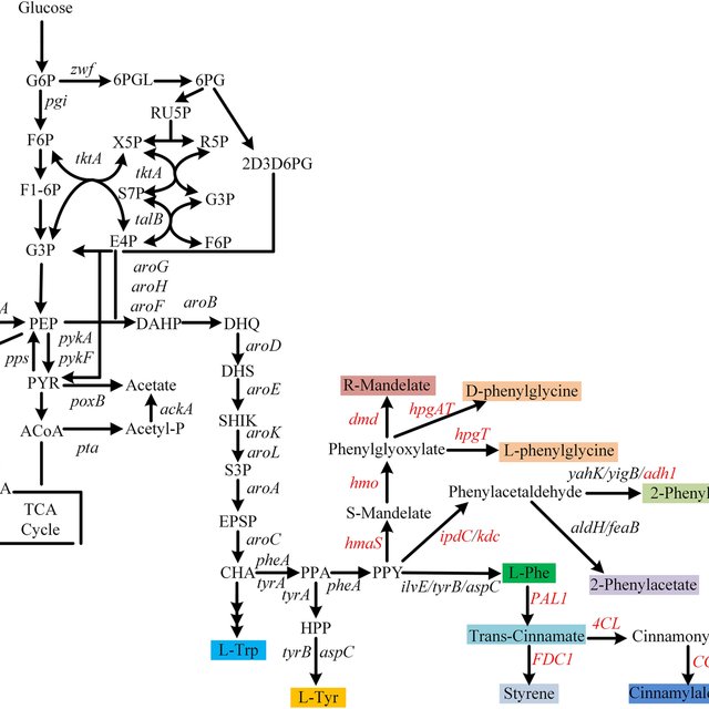 Biosynthesis pathway of l-phenylalanine and its derivatives in ...