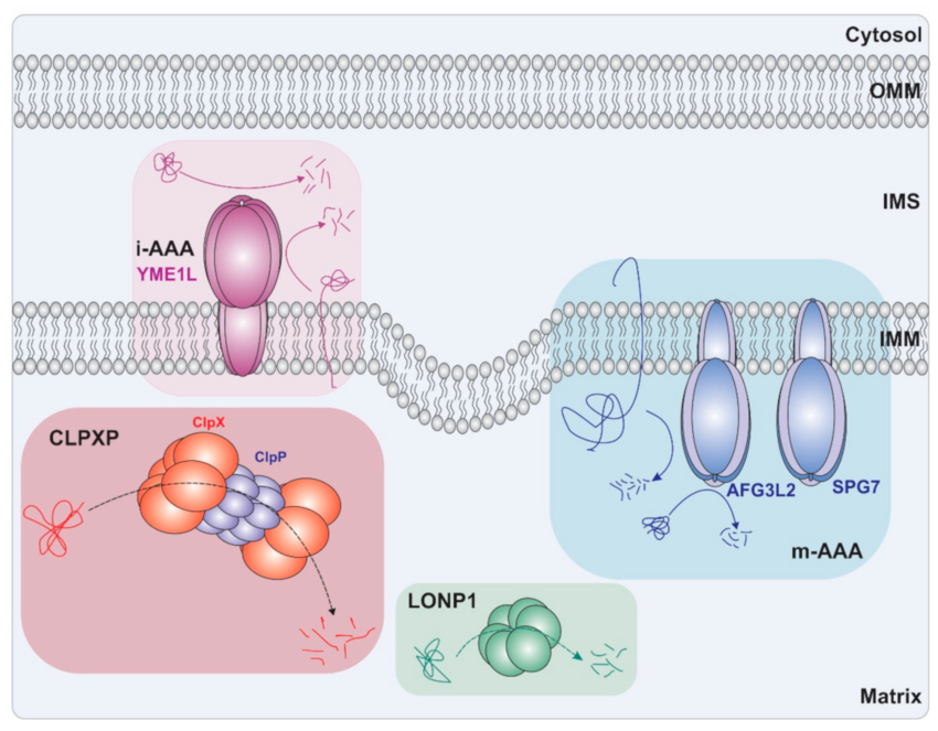 Schematic representation of mitochondrial ATP-dependent proteases. Mammalian mitochondria comprise four different proteases of the AAA+ superfamily for regulating protein quality control: The ClpXP complex and Lon protease 1 in the matrix and the i-AAA and m-AAA proteases in IM. Abbreviations: IMM, inner mitochondrial membrane, OMM, outer mitochondrial membrane; IMS: intermembrane space.