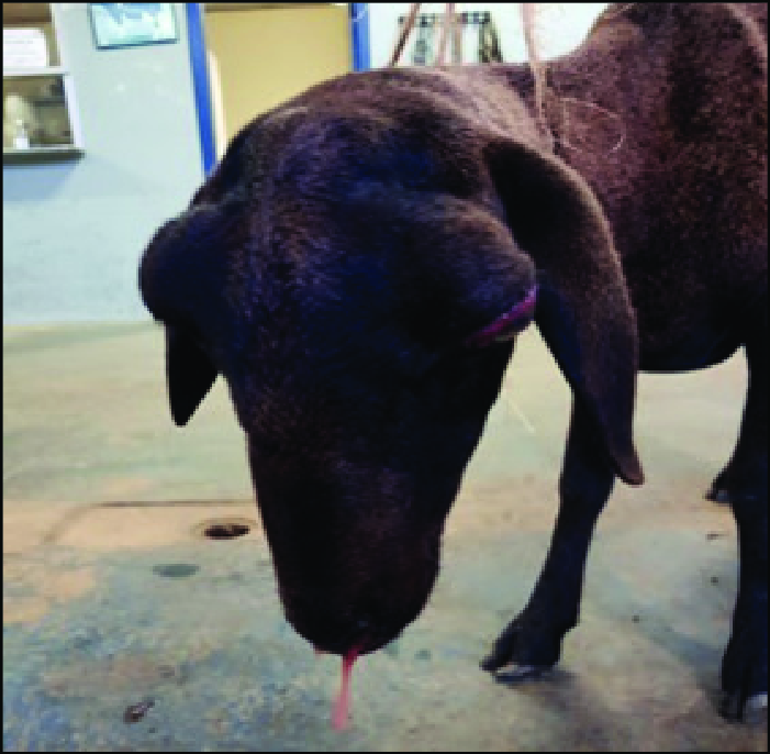 Serosanguinous nasal discharge in a sheep with false gid.