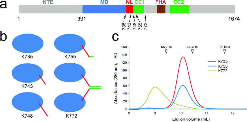 Kif14 Constructs A Primary Structure And Domain Organization Of Mus