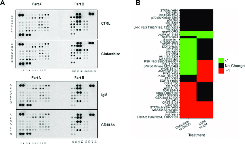 Phosphokinase array analysis of STA-ET.7.2 cells after treatment with clofarabine and CD99 antibody. (A) Phosphokinase screening of cells treated with clofarabine (0.6 μM) and DMSO (upper pair) or CD99 antibody (15 μg/ ml), and IgM (15 μg/ml) (lower pair). Protein coordinates of the kinase array are given in S1 Fig; (B) Analysis of band intensity after treatment with clofarabine and CD99 antibody is given. Red color indicates increased phosphorylation, black color indicates no change and green color indicates decreased phosphorylation compared to control in each group. ERK1/2, MSK1/2, CREB, c-Jun, HSP60, Hck and STAT5 phosphorylation levels were increased while STAT3 and AMPKα1 were decreased for both treatment groups. https://doi.org/10.1371/journal.pone.0253170.g002