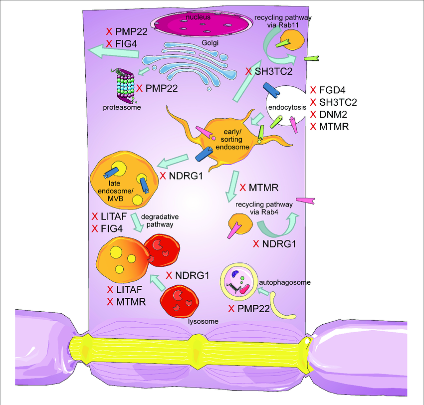 Schematic Overview Of The Intracellular Trafficking Processes In A