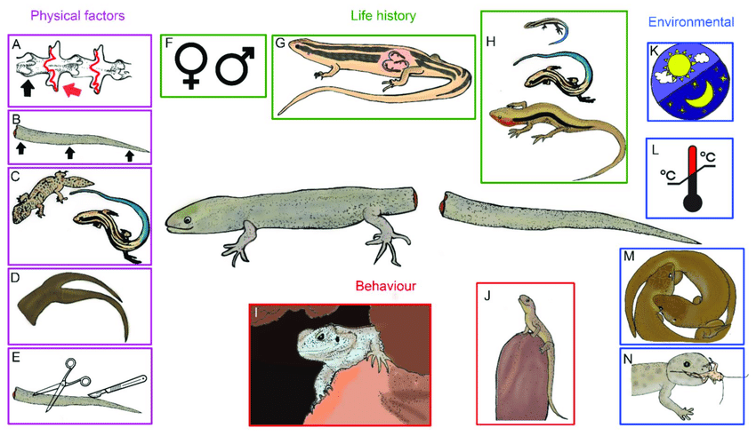 regeneration of lizard